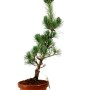 Pinus parviflora - White pine pre-bonsai