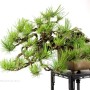 Pinus thunbergii - Japanese black pine bonsai
