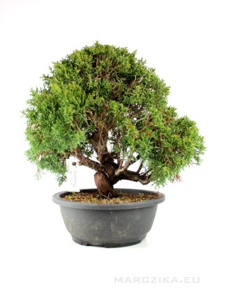 Juniperus chinensis 'Kishu' bonsai alapanyag 01