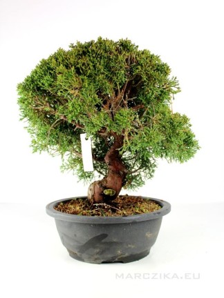 Juniperus chinensis 'Kishu' bonsai alapanyag 02