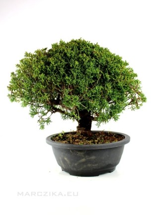 Juniperus chinensis 'Kishu' bonsai alapanyag 04