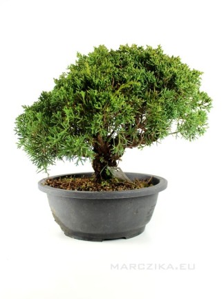 Juniperus chinensis 'Kishu' bonsai alapanyag 05