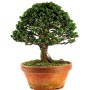 Chamaecyparis obtusa 'Sekka' - Hinoki hamisciprus bonsai előanyag