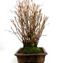Ginkgo biloba bonsai 