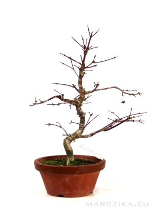 Acer palmatum - Japán juhar bonsai alapanyag 01