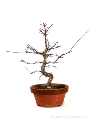Acer palmatum - Japán juhar bonsai alapanyag 03