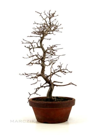 Carpinus coreana - Koreai gyertyán bonsai előanyag