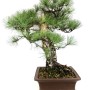 Pinus nigra - Black pine bonsai