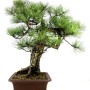 Pinus nigra - Black pine bonsai