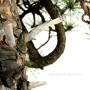 Pinus nigra - Feketefenyő bonsai