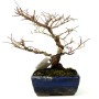 Ulmus parvifolia - Chinese elm shohin bonsai