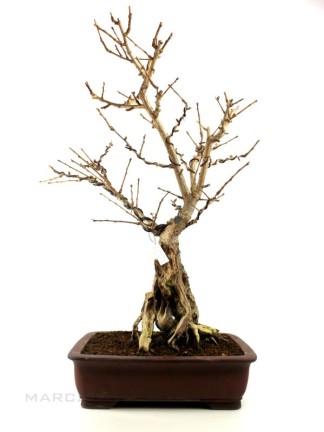 Ginkgo biloba 'Barabits Nana' bonsai