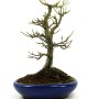 Acer palmatum 'Shishigashira' bonsai in Sokan style
