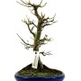 Acer palmatum 'Shishigashira' bonsai Sokan stílusban