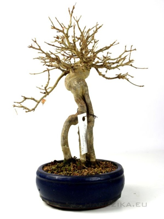 Acer buergerianum - Trident maple bonsai