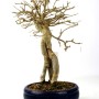Acer buergerianum - Háromerű juhar bonsai