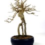 Acer buergerianum - Háromerű juhar bonsai