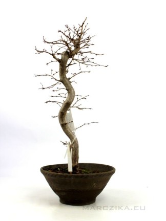 Carpinus coreana - Koreai gyertyán bonsai alapanyag