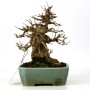 Acer buergerianum - Trident maple shohin bonsai