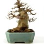 Acer buergerianum - Trident maple shohin bonsai