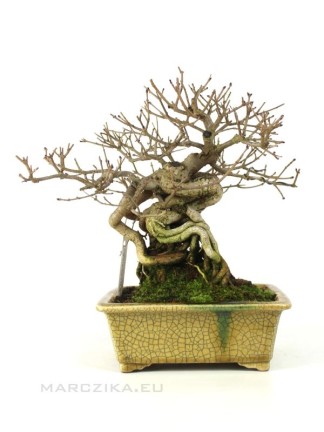Syringa - Orgona bonsai