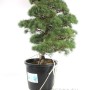 Pinus parviflora - White pine niwaki 01