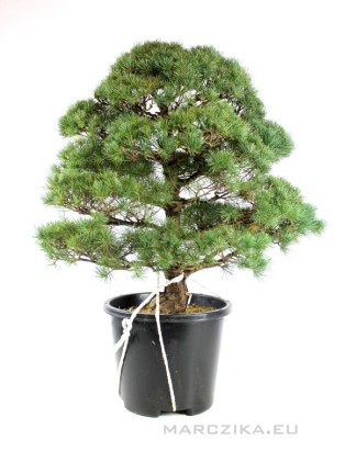 Pinus parviflora - Fehérfenyő niwaki 01