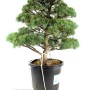 Pinus parviflora - Fehérfenyő niwaki 01