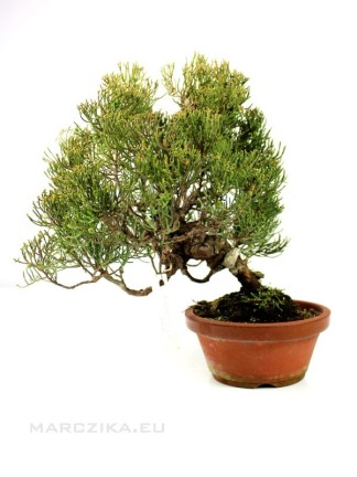 Juniperus chinensis - Kínai boróka bonsai alapanyag