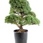 Pinus parviflora - Fehérfenyő niwaki 02