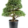 Pinus parviflora - White pine niwaki 02