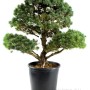 Pinus parviflora - Fehérfenyő niwaki 02