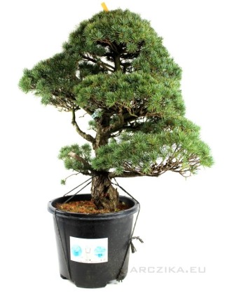 Pinus parviflora - Fehérfenyő niwaki 03