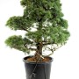 Pinus parviflora - White pine niwaki 03