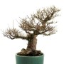 Styrax japonica - Japán hóvirágfa