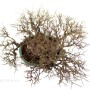 Styrax japonica - Japán hóvirágfa