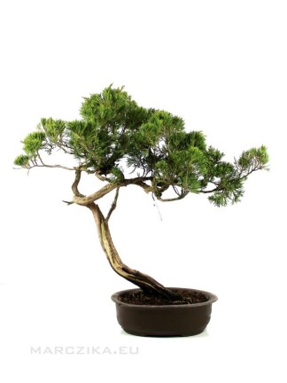 Juniperus sabina - Savin juniper raw material bonsai