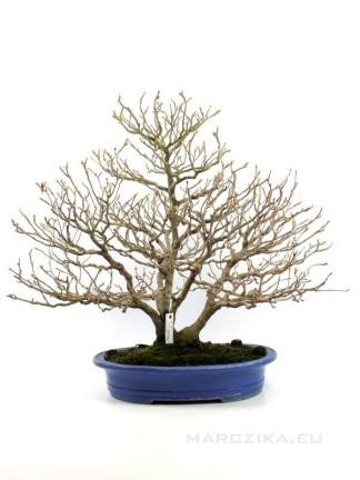 Corylopsis - Díszmogyoró prémium bonsai