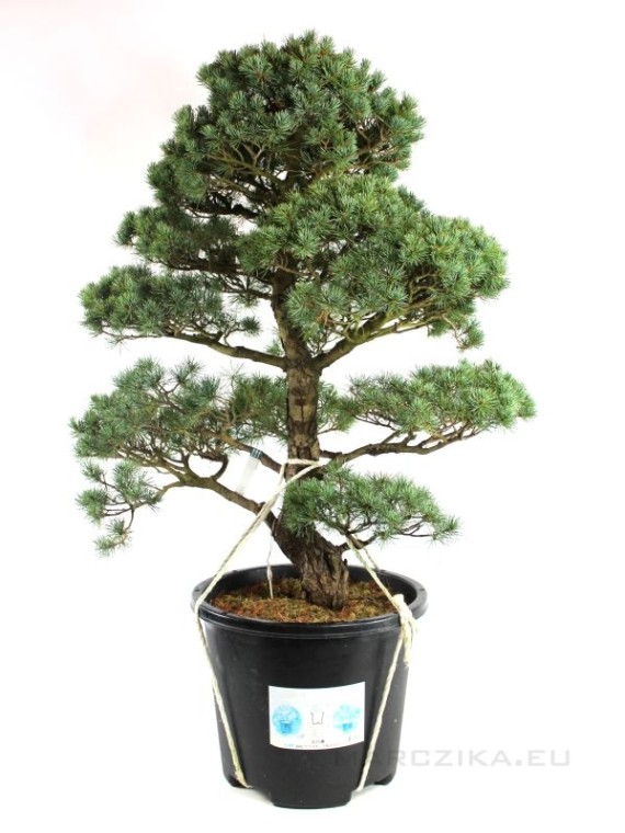 Pinus parviflora - White pine niwaki 04