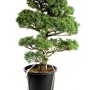Pinus parviflora - Fehérfenyő niwaki 04