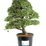 Pinus parviflora - Fehérfenyő niwaki 05