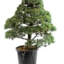 Pinus parviflora - White pine niwaki 05