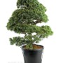 Pinus parviflora - Fehérfenyő niwaki 05