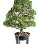Pinus parviflora - Fehérfenyő niwaki 06
