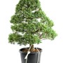 Pinus parviflora - Fehérfenyő niwaki 06