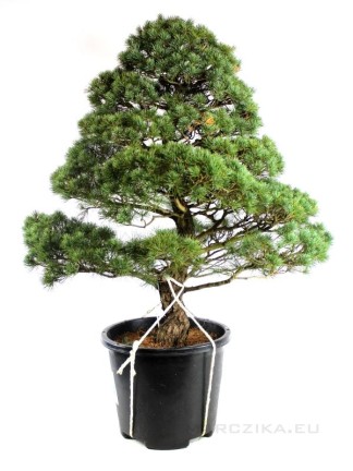 Pinus parviflora - Fehérfenyő niwaki 07