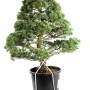 Pinus parviflora - White pine niwaki 07