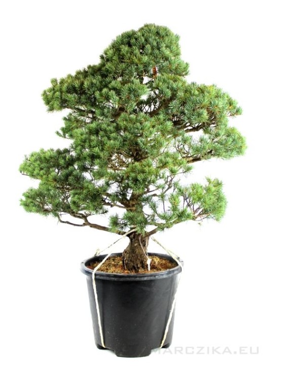 Pinus parviflora - White pine niwaki 08