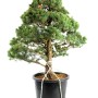 Pinus parviflora - Fehérfenyő niwaki 08
