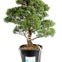 Pinus parviflora - White pine niwaki 08